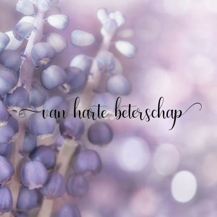 images Kaart 'Beterschap - paarse bessen' - MA34002 - Stille momenten bij MajesticAlly