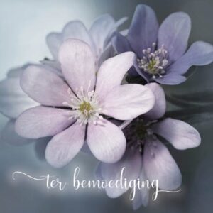 Kaart 'Ter bemoediging - lila bloem' - MA34005 -  Stille momenten bij MajesticAlly