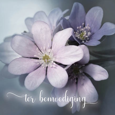 images Kaart 'Ter bemoediging - lila bloem' - MA34005 - Stille momenten bij MajesticAlly