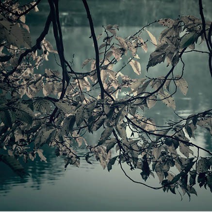 images Kaart 'Blanco - tak' - MA34007 - Stille momenten bij MajesticAlly