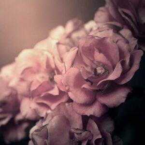 Kaart 'Blanco - oudroze roos' - MA34008 - Stille momenten bij MajesticAlly