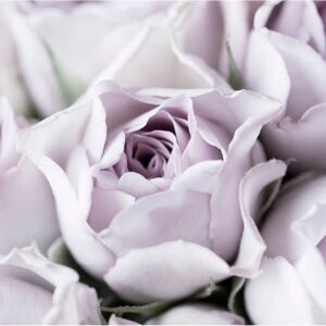 Kaart 'Blanco - lila roos' - MA34009 - Stille momenten bij MajesticAlly