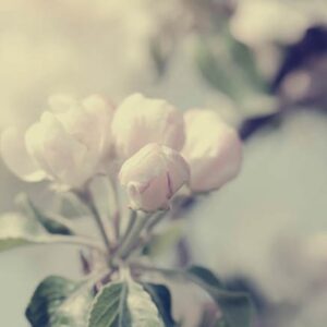 Kaart 'Blanco - bloemknop' - MA34010 - Stille momenten bij MajesticAlly