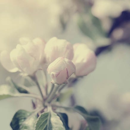 images Kaart 'Blanco - bloemknop' - MA34010 - Stille momenten bij MajesticAlly