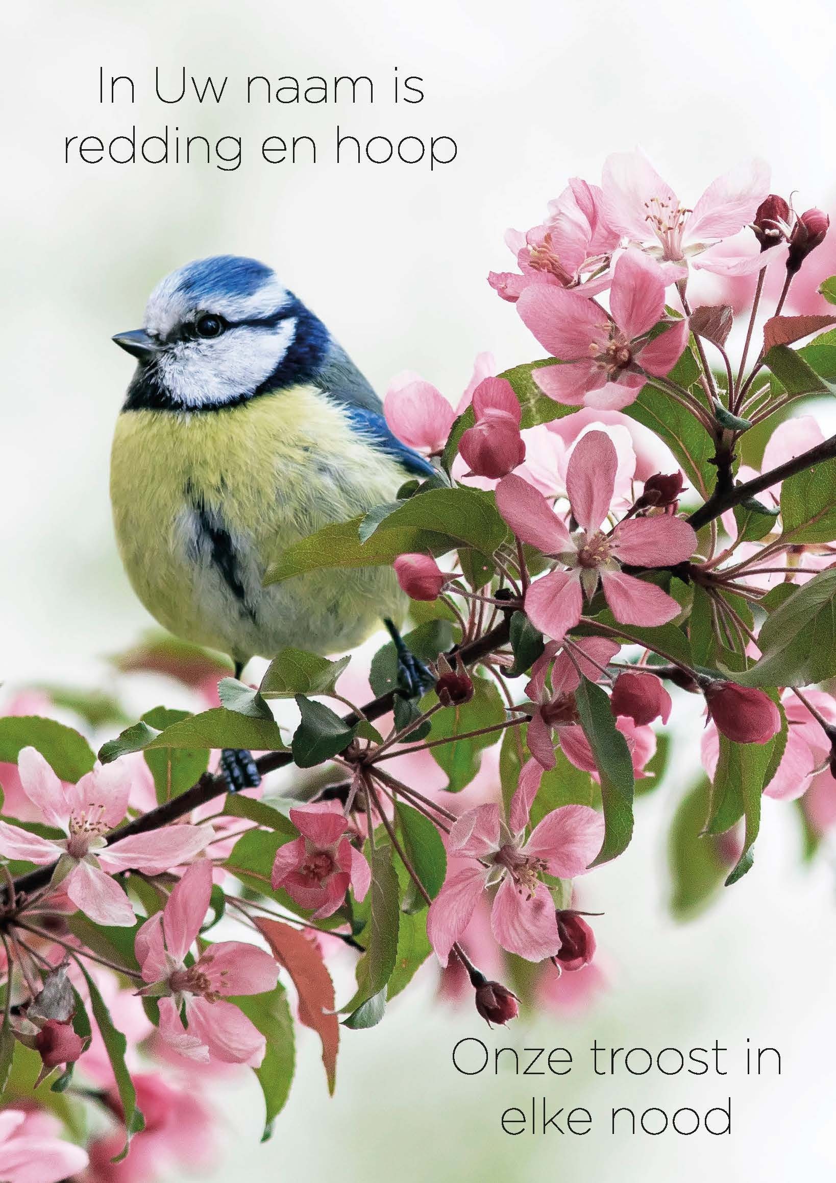 images Poster A4 In Uw naam in redding en hoop - Opwekking 658 - 552686P - Posters bij MajesticAlly