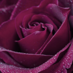 MA34108 - Vierkante wenskaart 'Roos'