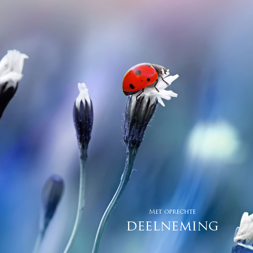 MA34116 - Vierkante wenskaart 'Lieveheersbeestje' MA34116 - Vierkante wenskaart 'Lieveheersbeestje'