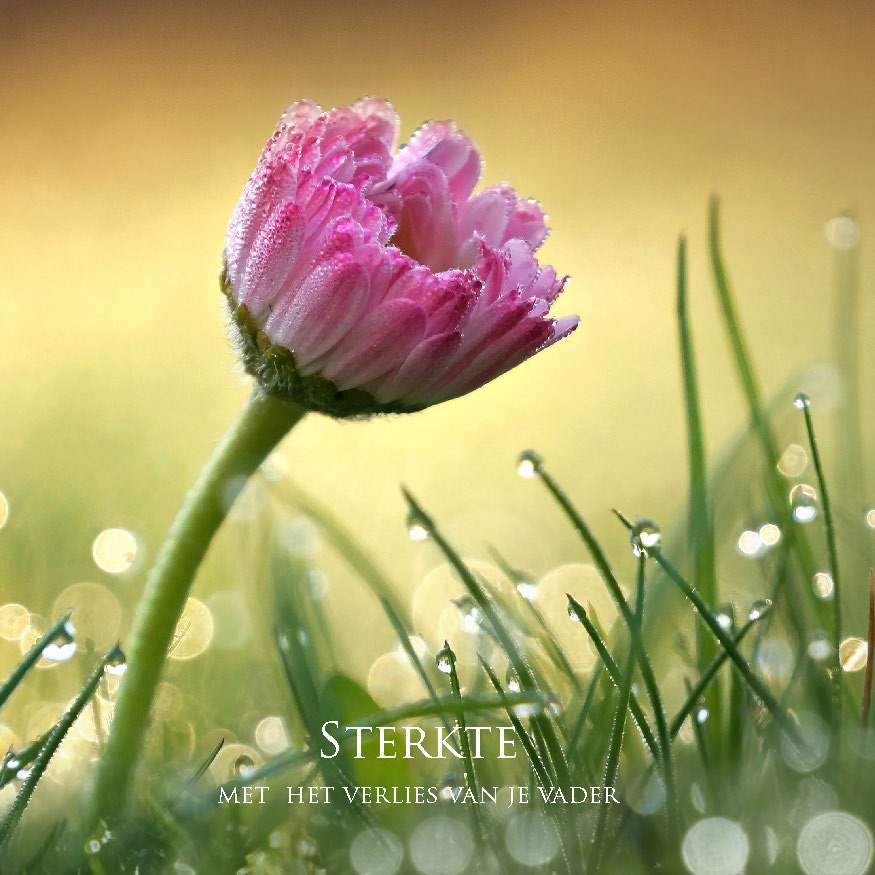 MA34125 - Vierkante wenskaart 'Sterkte - verlies vader' MA34125 - Vierkante wenskaart 'Sterkte - verlies vader'